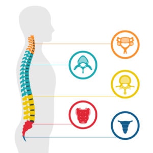 illustration de vertebre